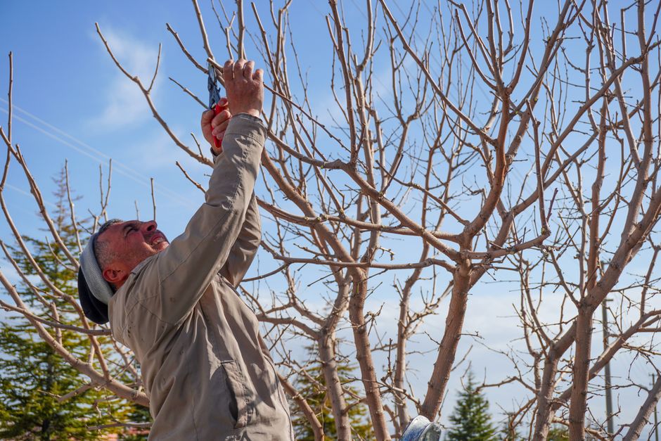 An adult man pruning bare trees in a garden in spring in Niğde, Türkiye.