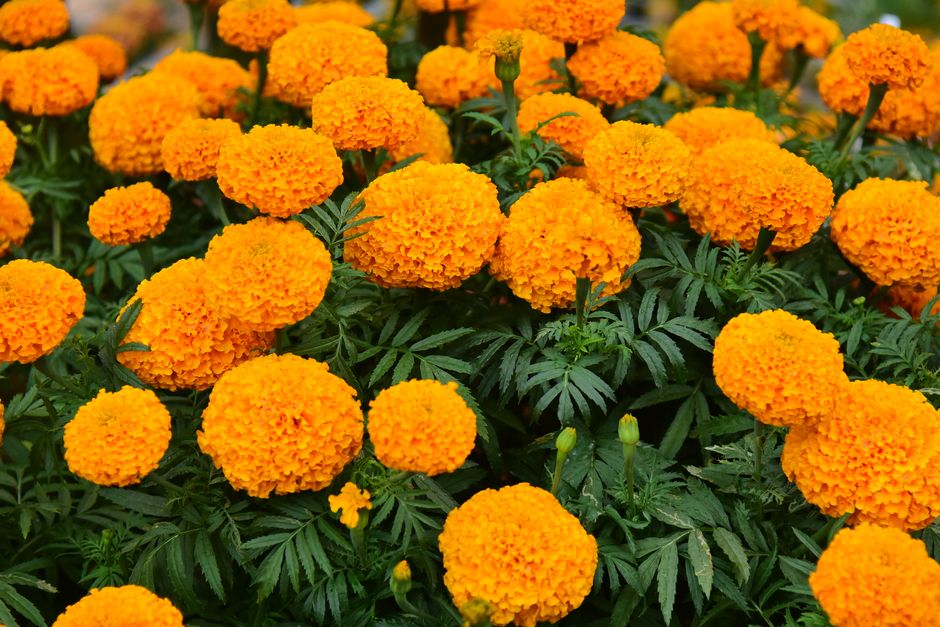 A stunning display of vibrant orange marigold flowers in full bloom, showcasing their beauty.